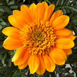Gazania SunBathers Nahui